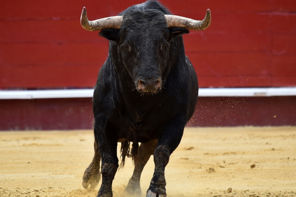 A bull charging across the sand, similar to the animals featured in Calpe's Bous al Carrer street events