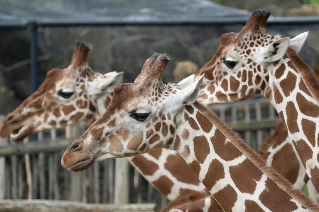 Close-up of three giraffes side by side at a zoo enclosure, one of the animals you'll spot visiting zoos near Calpe