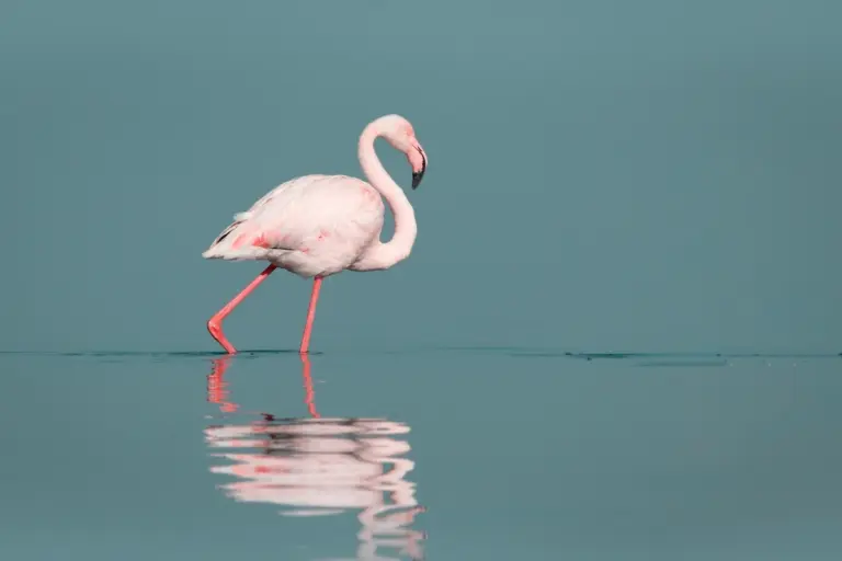Pink flamingo wading through shallow water with its reflection visible