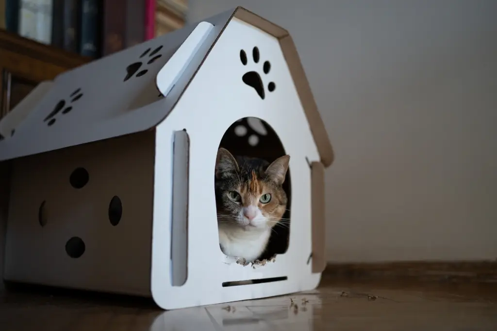 Calico cat looking out of a cardboard cat house, illustrating pet-friendly rental considerations in Calpe