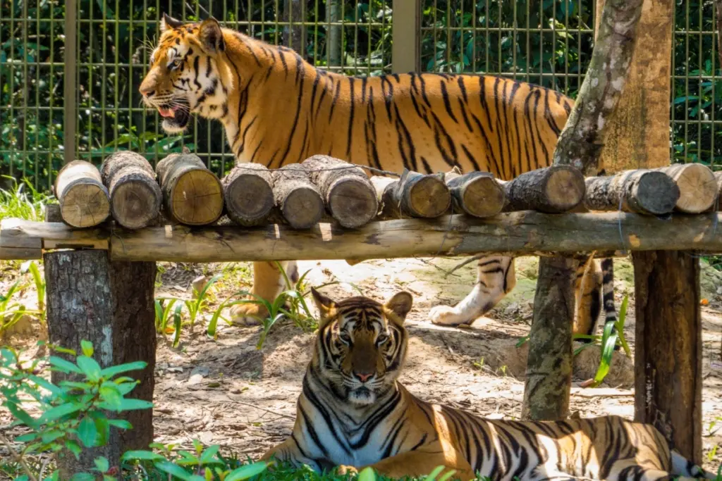 Two tigers resting and walking in a naturalistic enclosure with logs and greenery, similar to the tiger habitats at Terra Natura