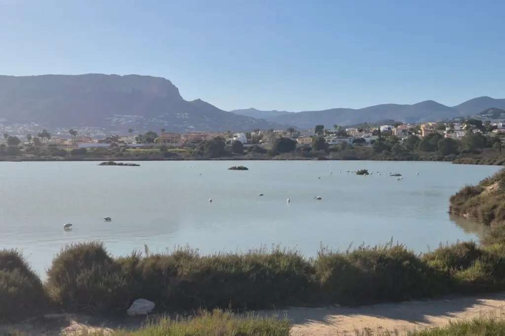 Flamingos in the Las Salinas salt lagoon in Calpe with mountains in the background.